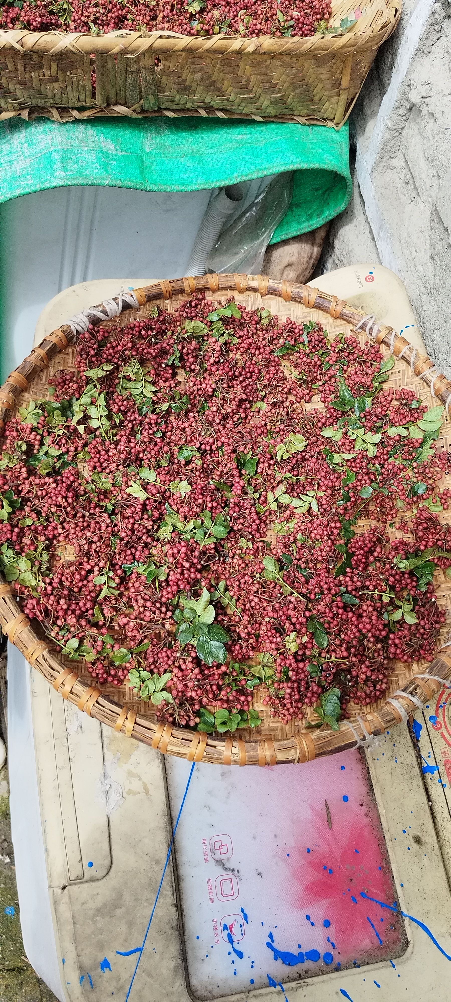 野生花椒   蕨菜    竹笋  蔬菜   竹编