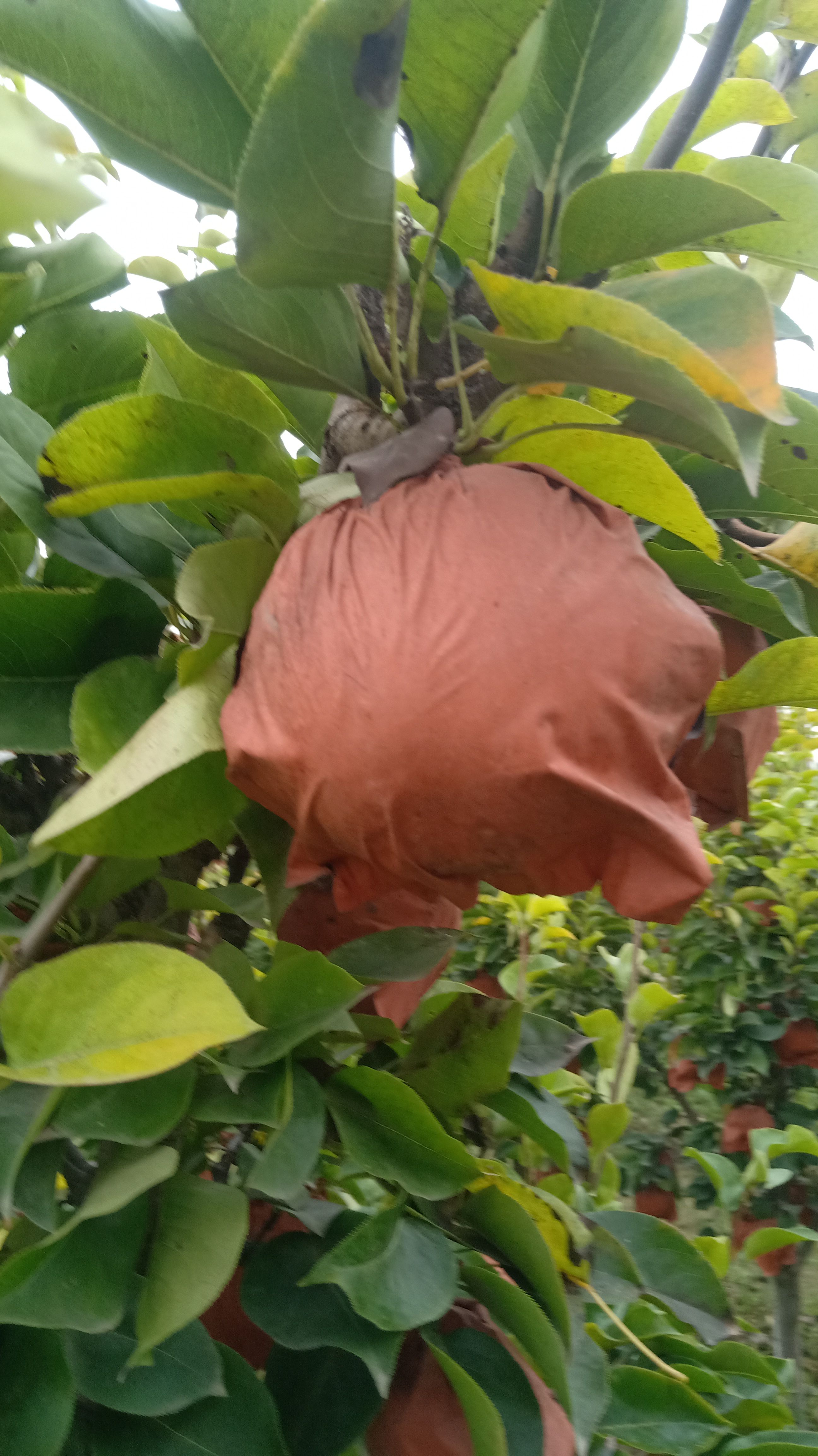 盛果期晚秋黄梨树苗，自挖自提