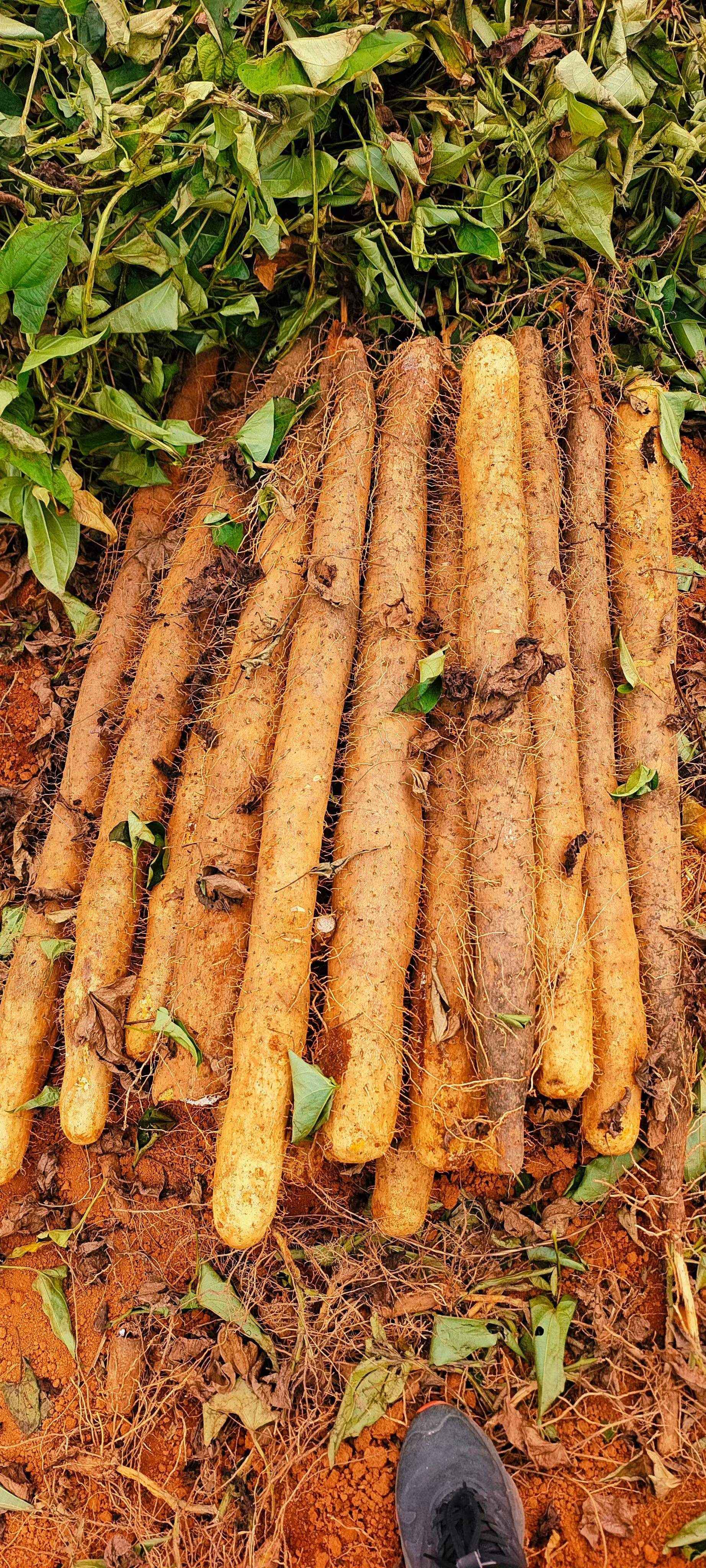 《精选》精品山药，淮山，黑鬼白鬼大量有货，