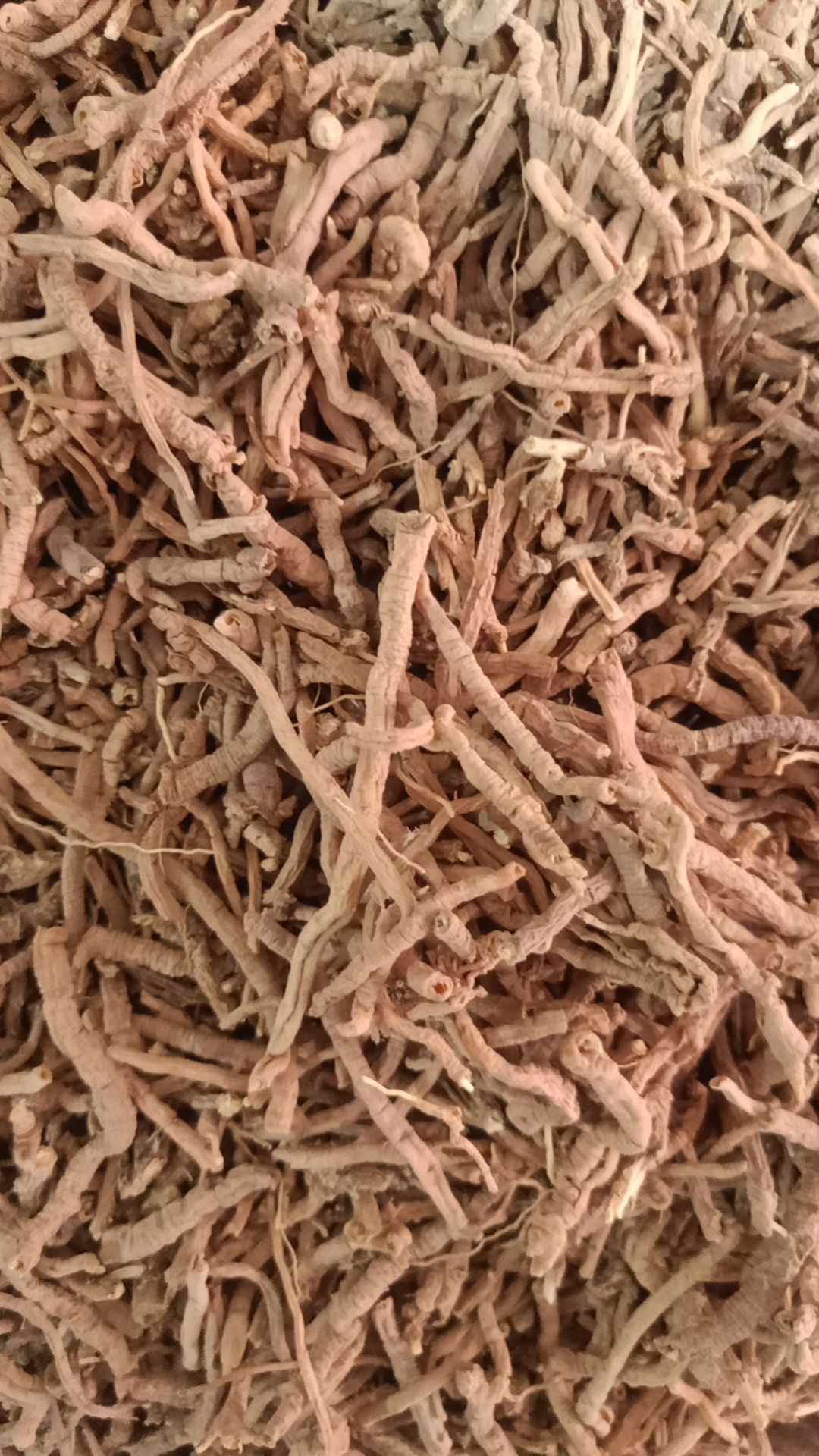 远志 中药材远志