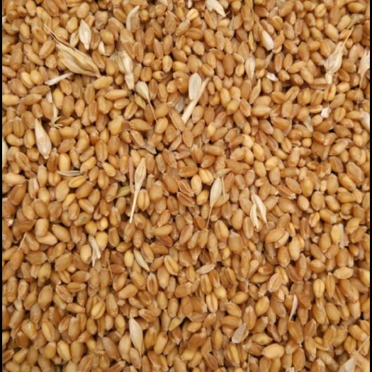 小麦，容重785左右，水份11.5.毒素650，660吨
