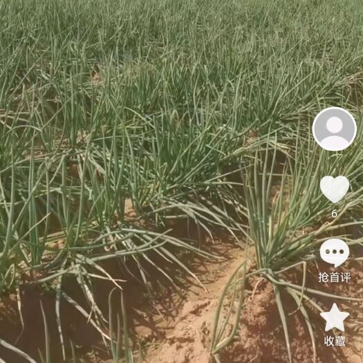 达拉特旗内蒙旱地红皮大葱，基地直批，价格便宜，量大从优。