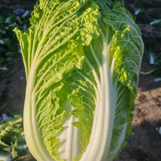 固原黄心大白菜