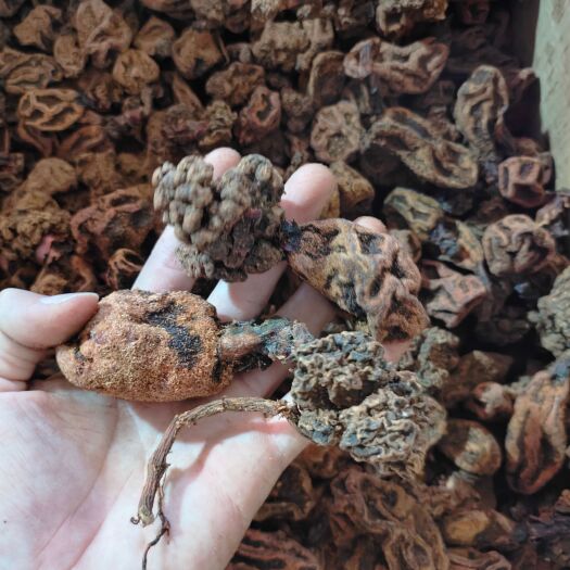 梧州回春草新货