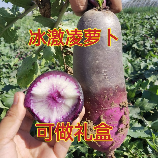 潍坊冰激凌萝卜产地批发