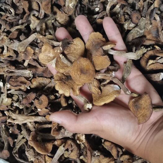 延吉市榛蘑特级