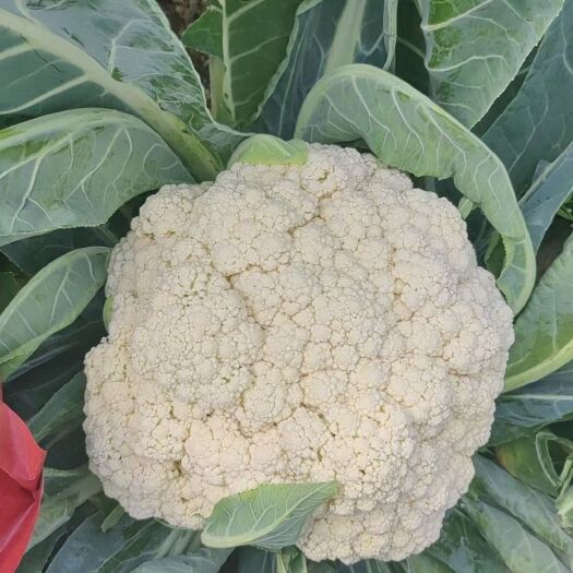 聊城花菜