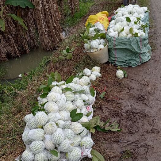 雷州市现摘现发广东湛江自家栽种白心番石榴包邮批发