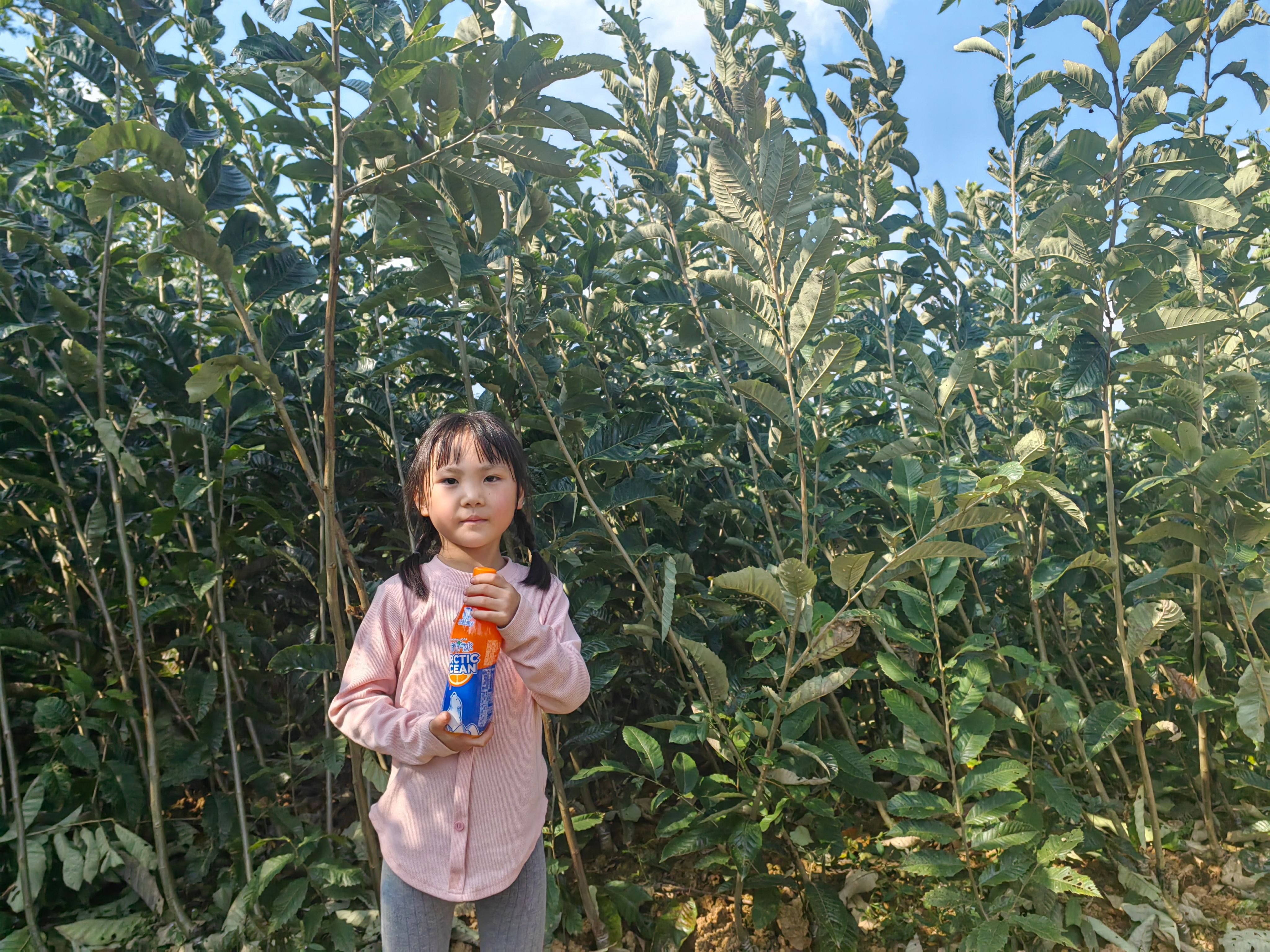 嫁接大红袍板栗苗
