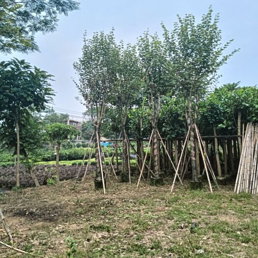 揭阳宫粉紫荆5-20公分各种规格