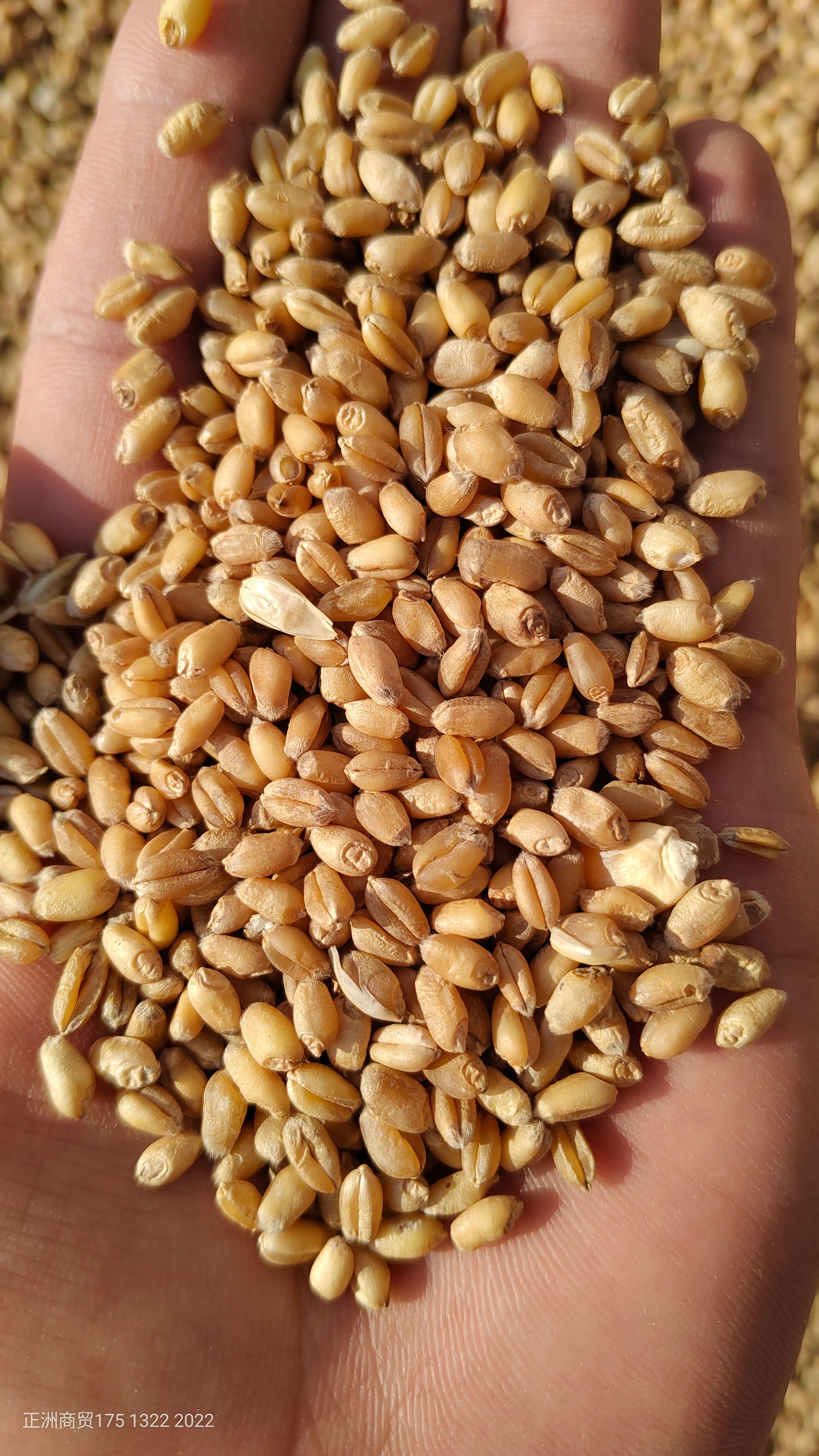 优质高筋小麦，自己种植的。