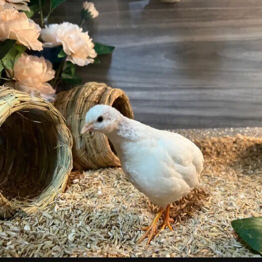 肇庆芦丁鸡