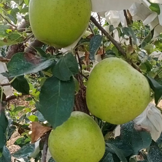 威海威海市文登区王林苹果