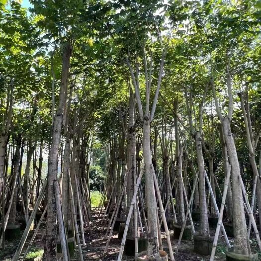 揭阳本地火焰木5-20公分移植苗