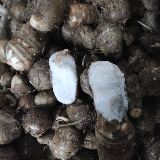 滕州市山东白瓤芋头毛芋头牛奶小芋头现挖新鲜芋头批发代发代办大中小果