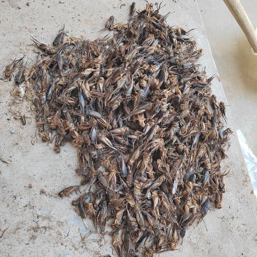 邱县蟋蟀干货