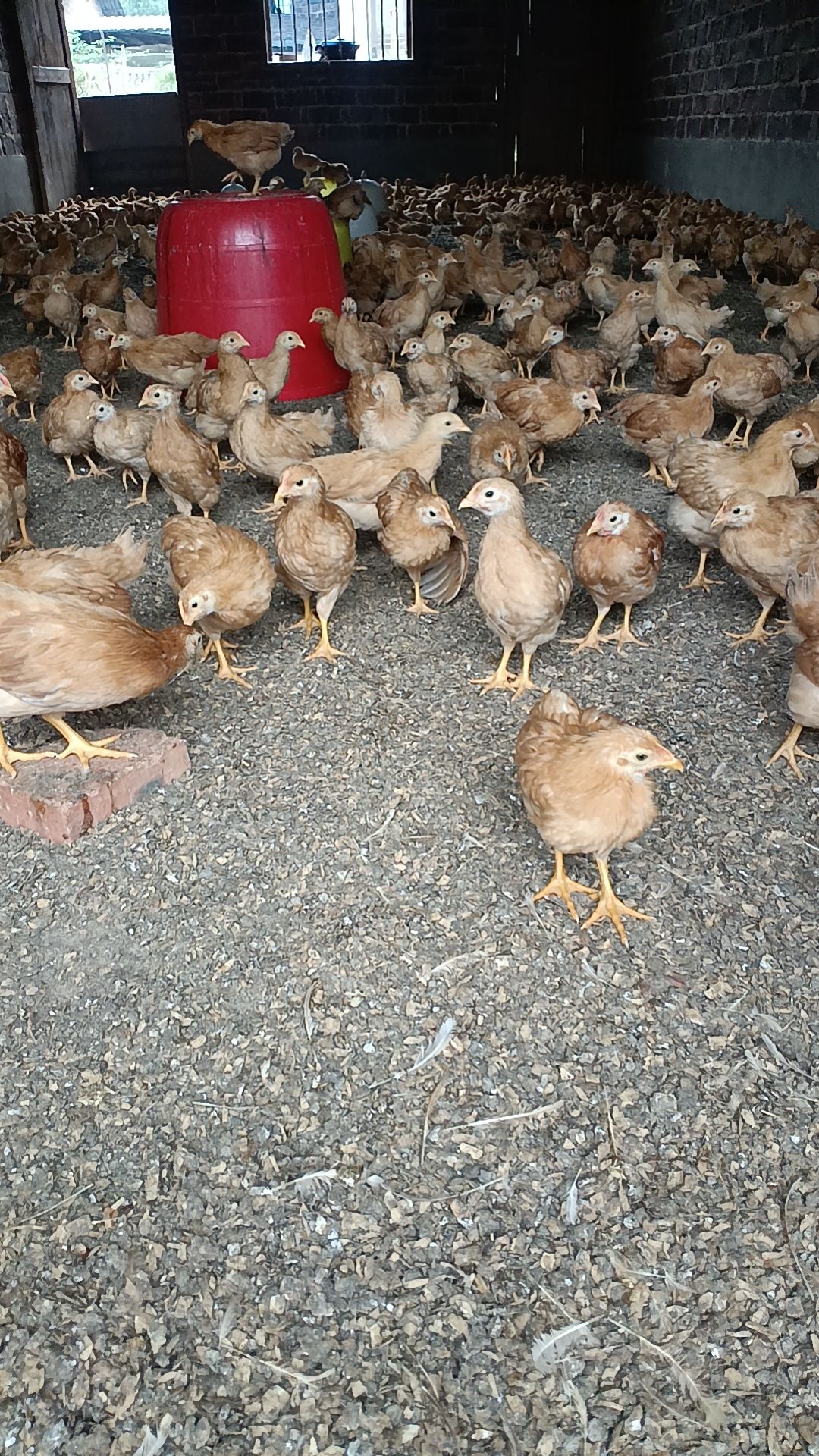 衡阳厂家直营江汉鸡苏禽绿壳蛋鸡仙居鸡黄羽土蛋鸡脱温鸡青年鸡七八两