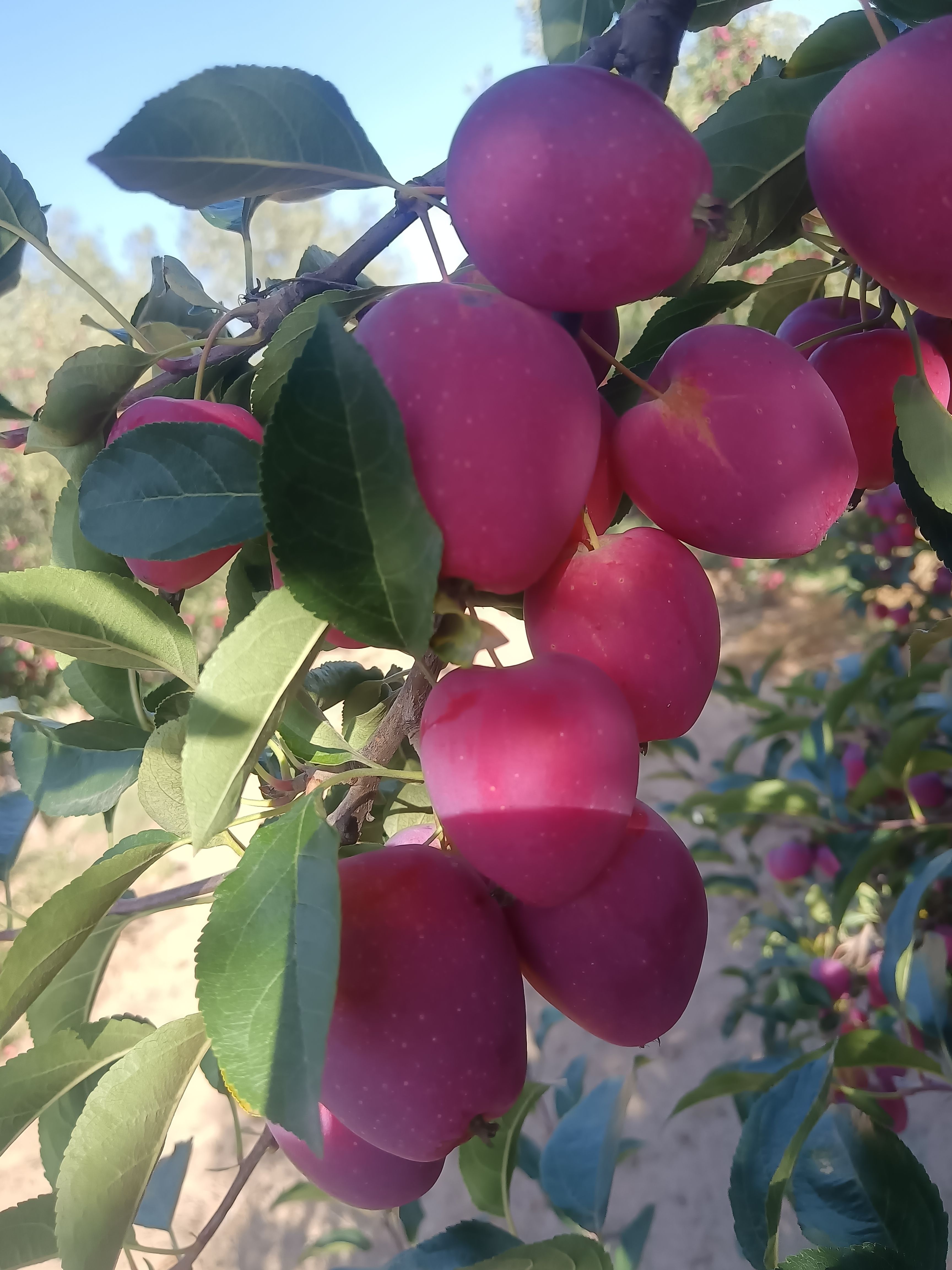 内蒙沙漠鸡心果皮毛量糖度高