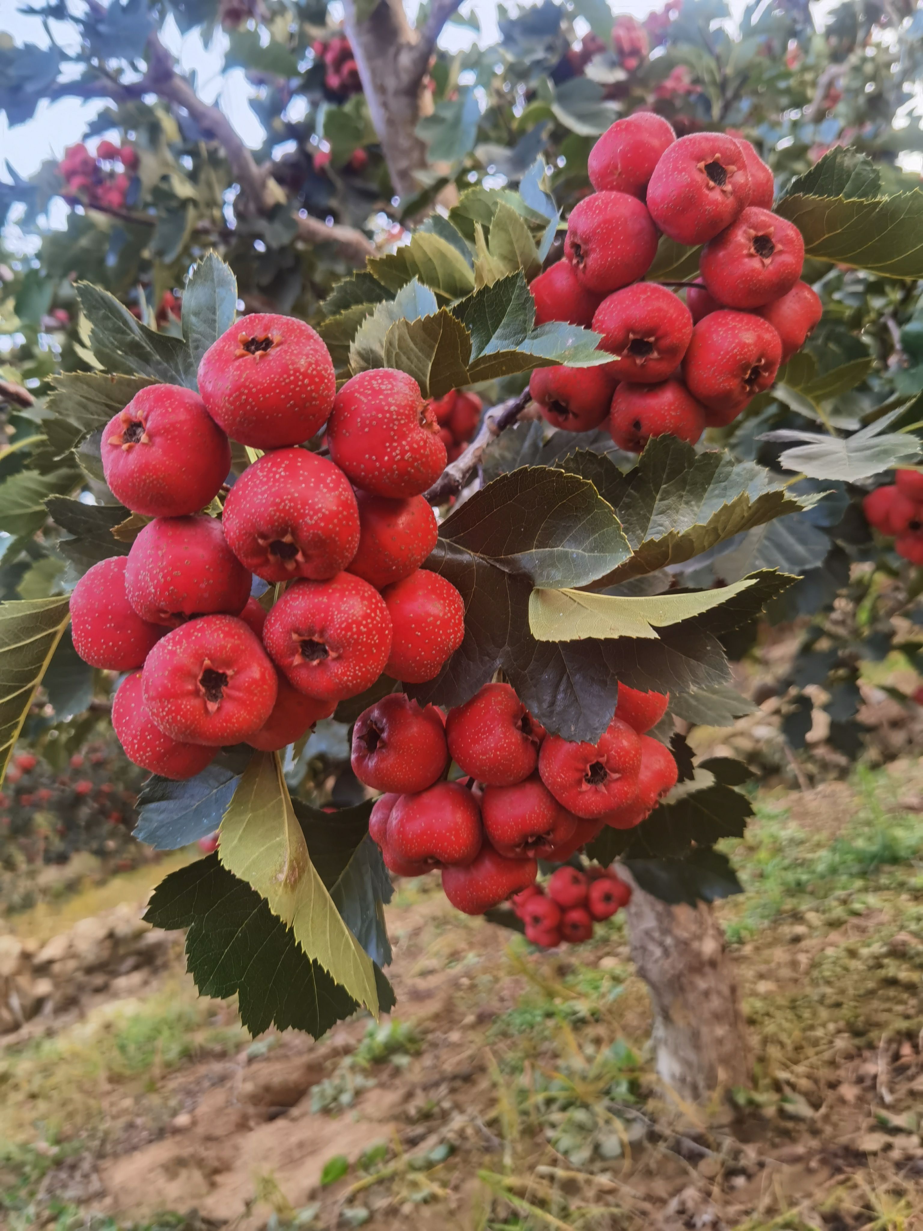 大金星山楂，个头均匀，颜色红，电商货加工厂货，市场货货超市，