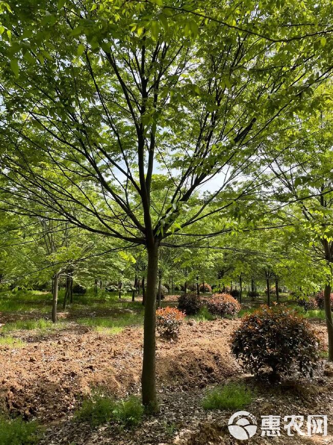优质树形-榉树16公分18公分20公分价格低