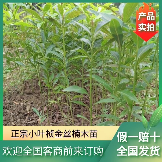 兴安县楠木苗，楠木小苗，小叶桢金丝楠木苗，自产自销，一手货源。