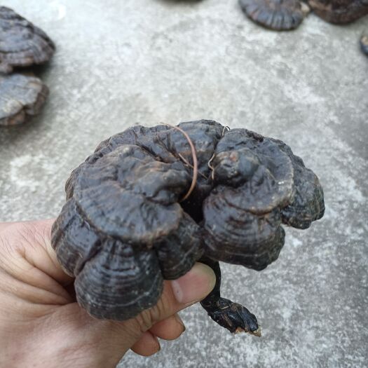 寻乌县林下种植紫灵芝灵芝