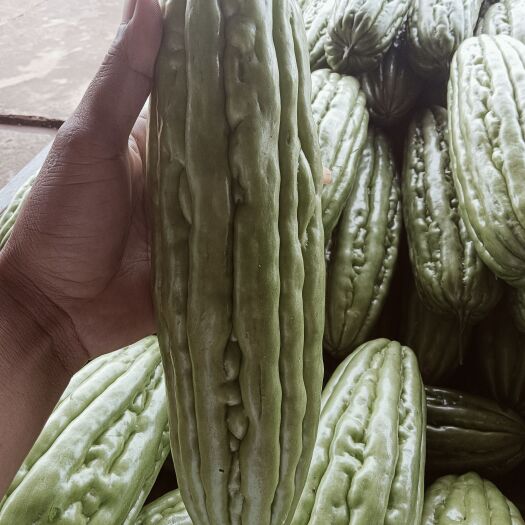 徐闻县精品苦瓜产地代发