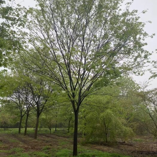 南京优质树形-榉树16公分18公分20公分价格低