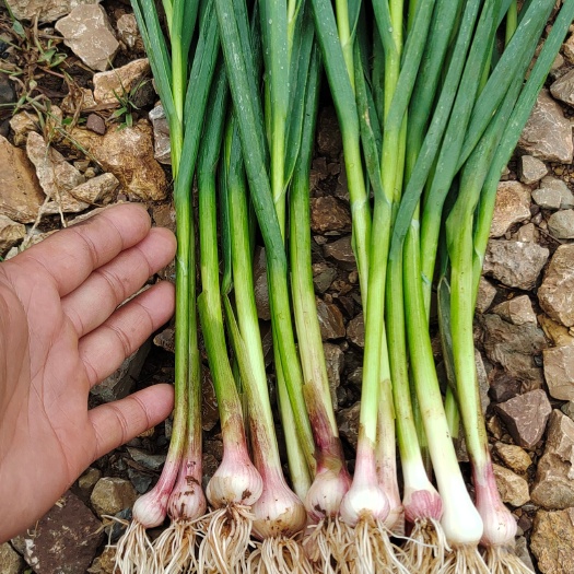 富源县红蒜苗