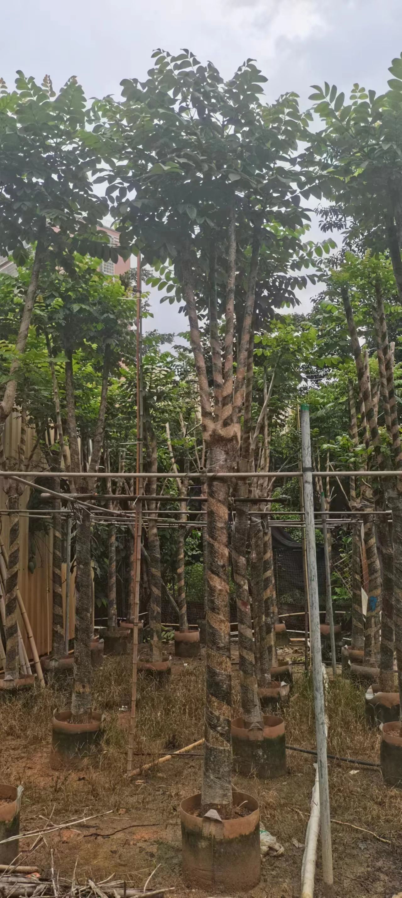 本地火焰木5-20公分移植苗