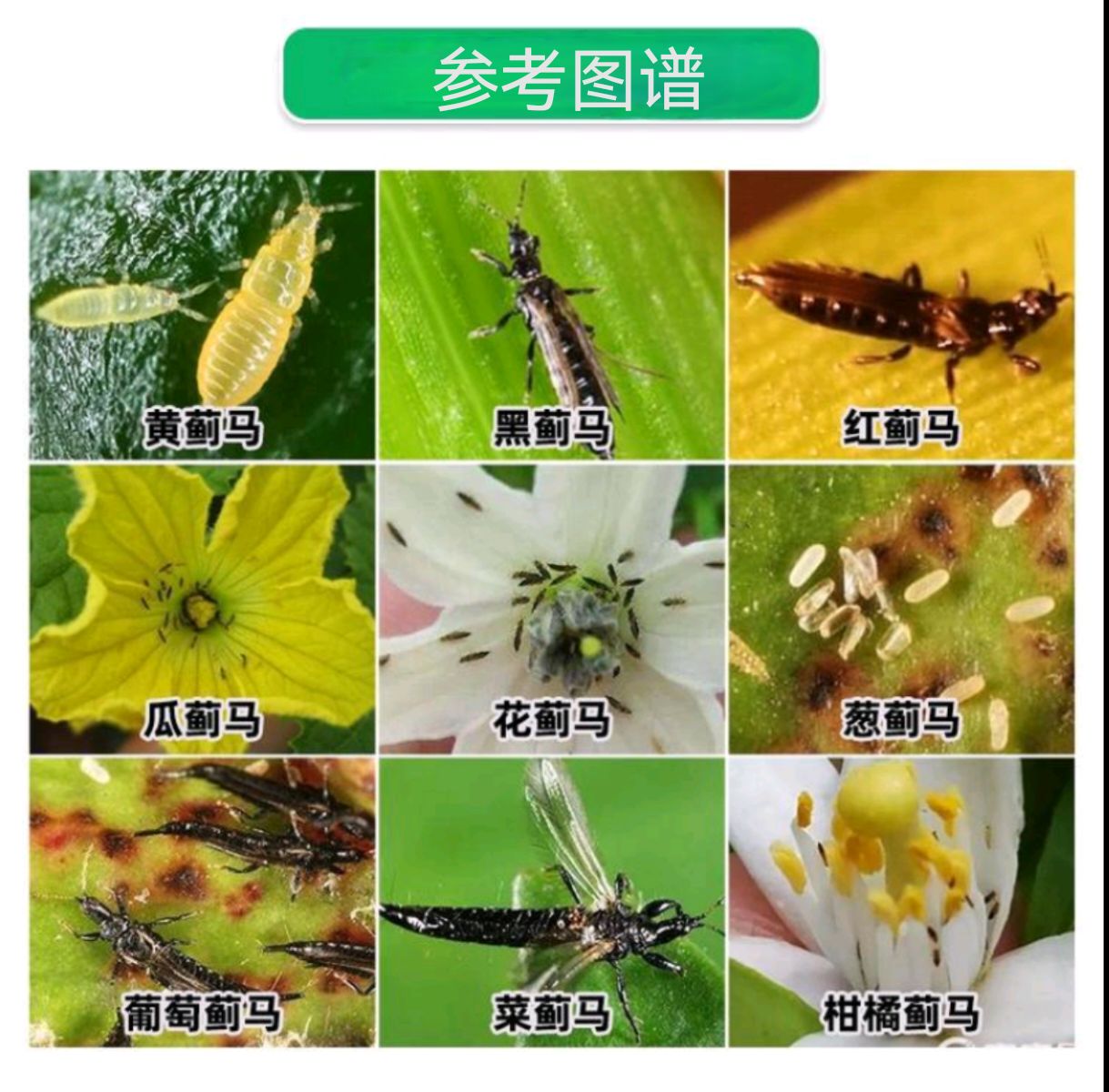 豆角蓟马药粉虱蚜虫 蓟马抗性蓟马专用药 肉桂醛杀蓟马生物药