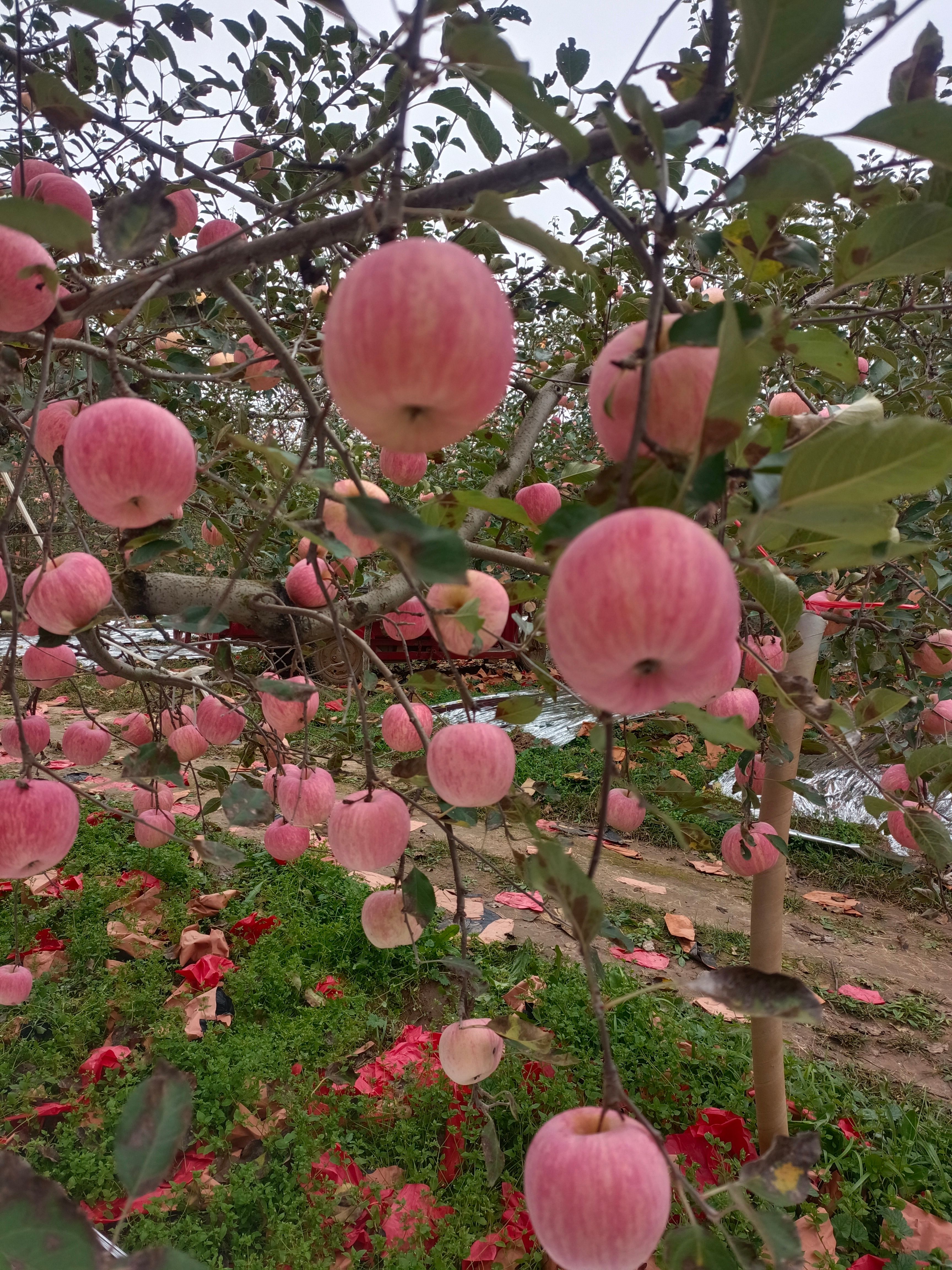 洛川红富士苹果