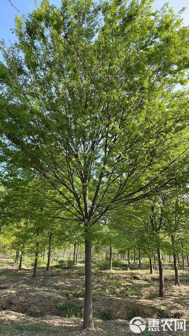 优质树形-榉树16公分18公分20公分价格低