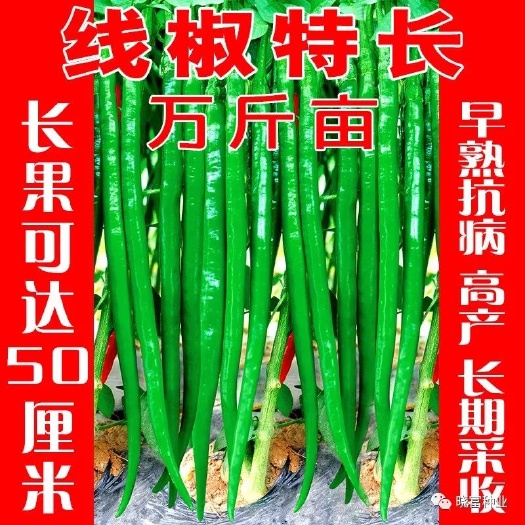 沭阳县辣椒种子  特长丝椒 杂交种 ≥85%