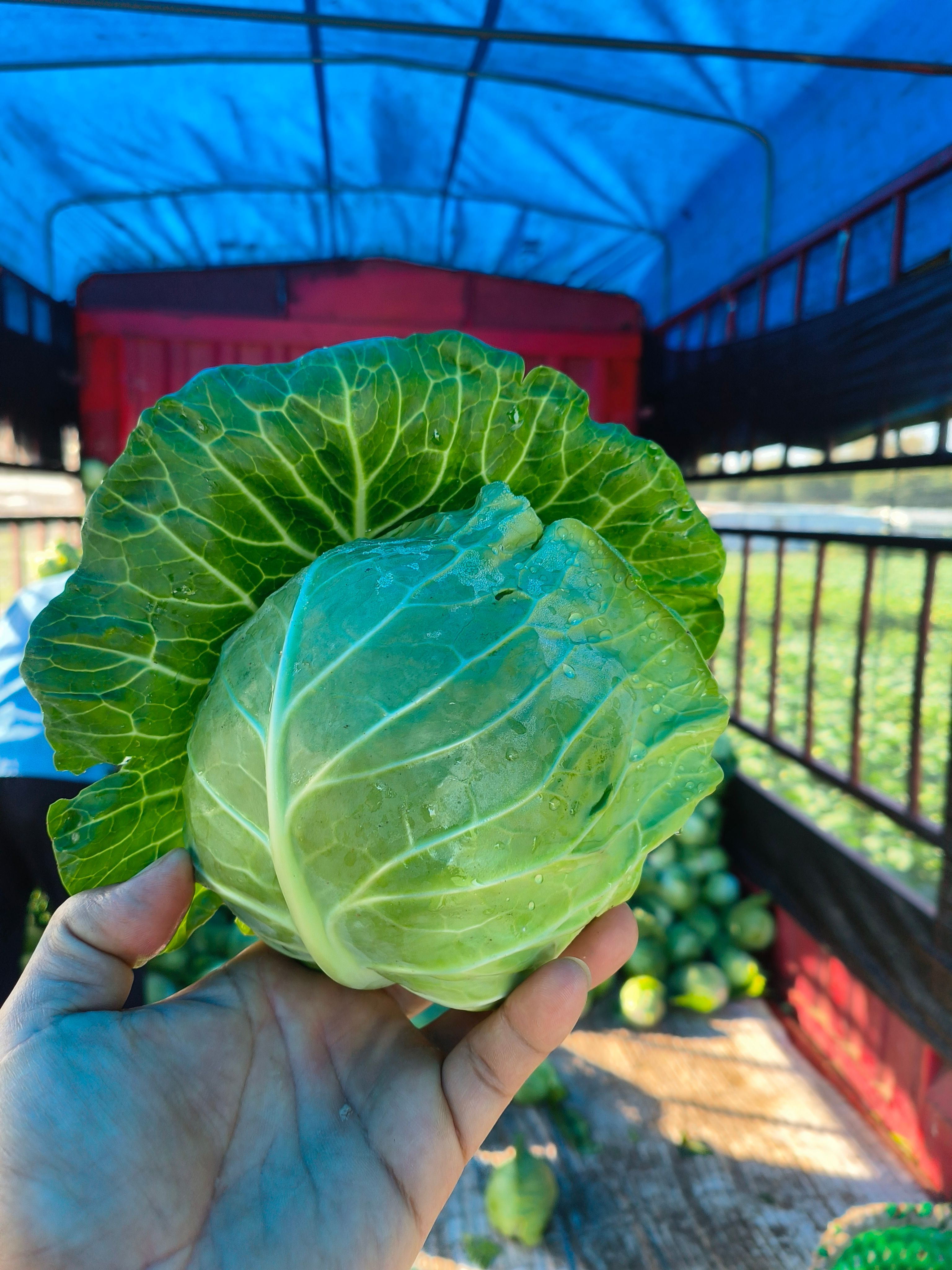 東臺(tái)甘藍(lán)圓包菜綠寶石奧奇娜產(chǎn)地直供一手貨源全國發(fā)貨