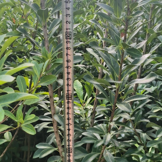 宜良县杨梅树