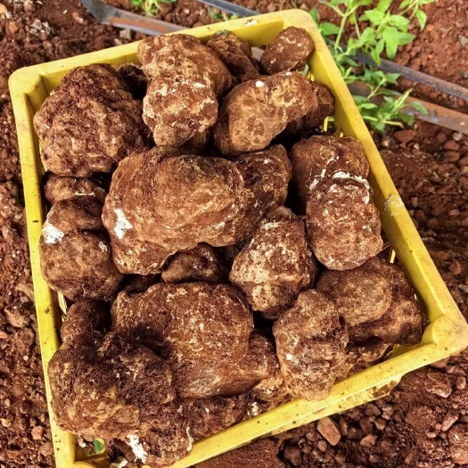 海南定安县虎奶菇新货上线，肉质结实，切面光滑匀称