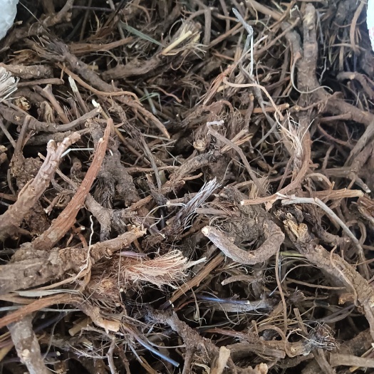 朝阳辽宁北柴胡竹叶柴胡