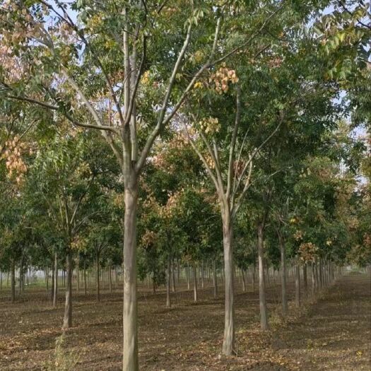 南京栾树批发12公分15公分18公分价格低于市场