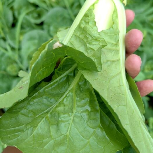 昆明迷你小白菜