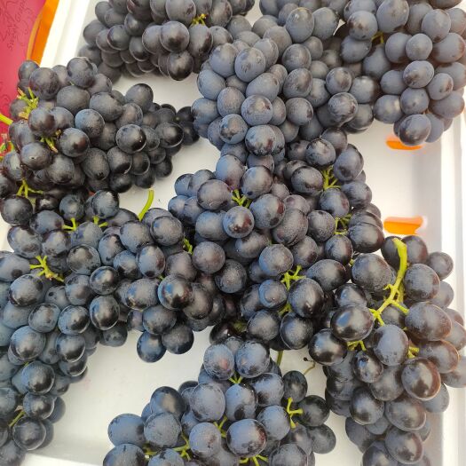 会泽县摩尔多瓦葡萄是含花青素最高的葡萄