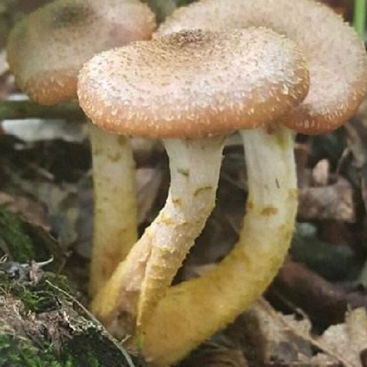 盘锦吉林长白山榛蘑