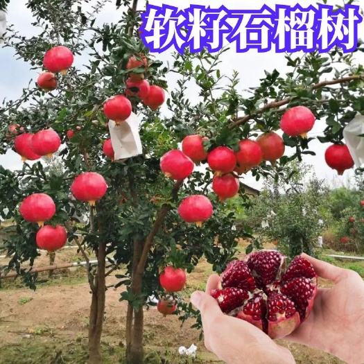 平邑县软籽石榴树苗盆栽地栽石榴苗当年结果南方北方阳台庭院种植石榴树