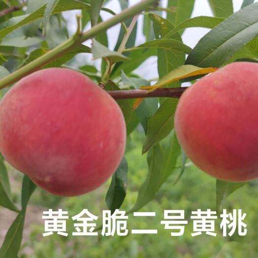 寿县黄金脆2号黄桃，属极早熟黄桃新品种，平均果重180克以上。