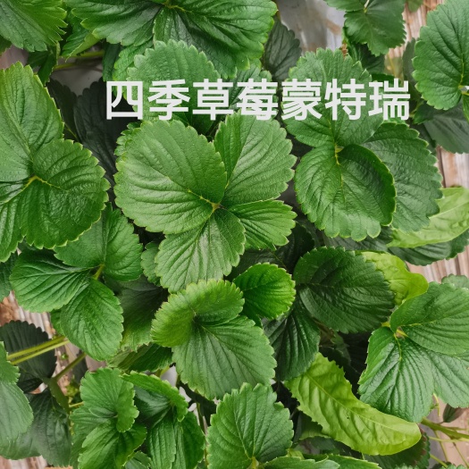 会泽县夏季草莓苗蒙特瑞四季挂果周期长