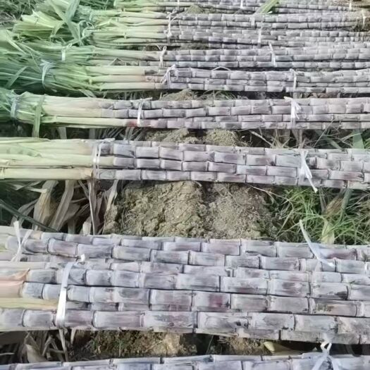 博白县广西黑皮甘蔗，产地直供，货源充足，有回头车