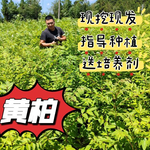 利川市黄柏树苗