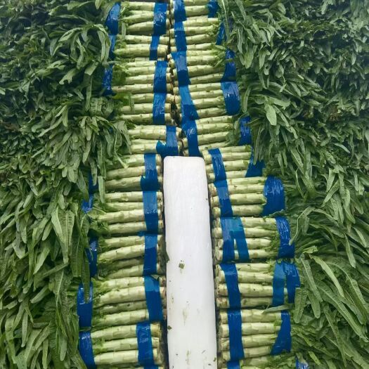 郯城县大量供应优质莴笋，二级货，莴笋杆子
