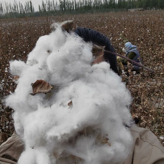 阿瓦提县新疆阿克苏阿瓦提棉花长绒棉籽棉