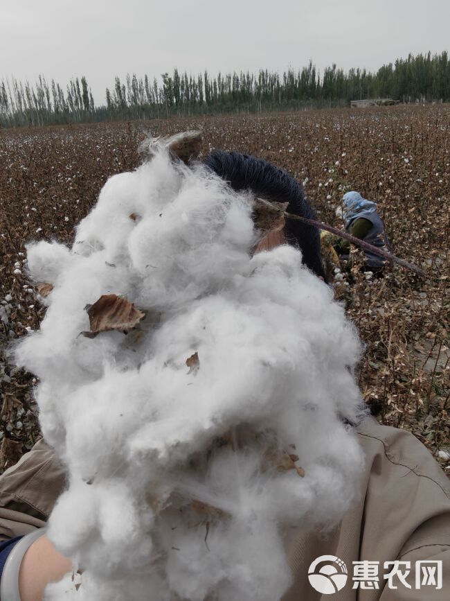 新疆阿克苏阿瓦提棉花长绒棉籽棉